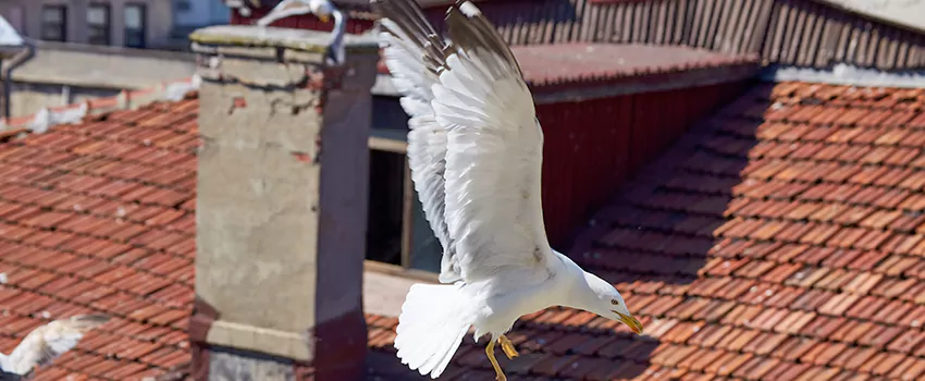 Residential Chimney Animal Removal Solution in Fleming Island, FL